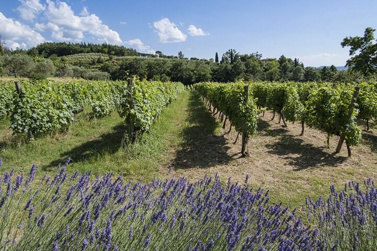 Tour fra i vigneti e degustazione di vini ed olio Evo in Toscana — 5