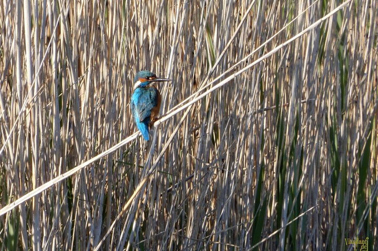 Birdwatching Boccadoro: la fauna selvatica della zona umida