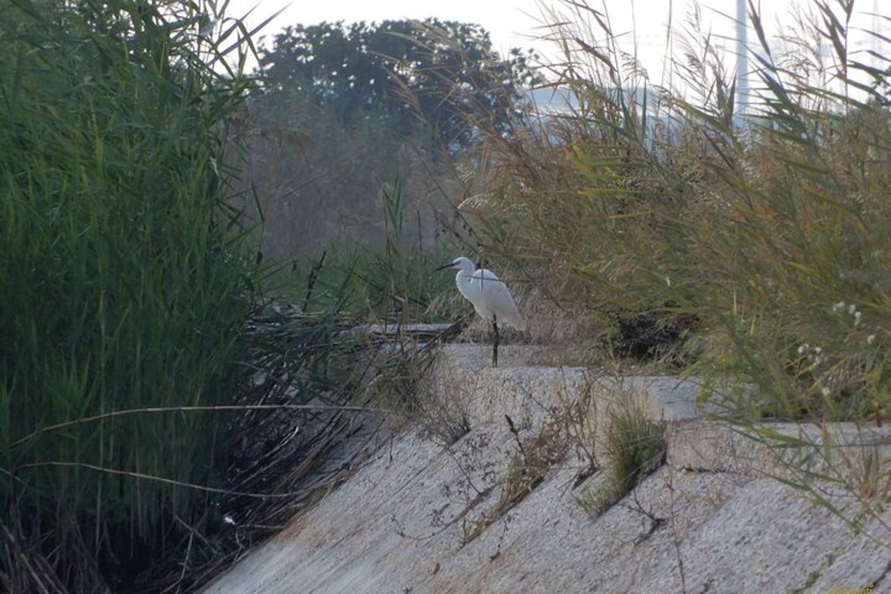 Birdwatching Boccadoro: la fauna selvatica della zona umida — 3