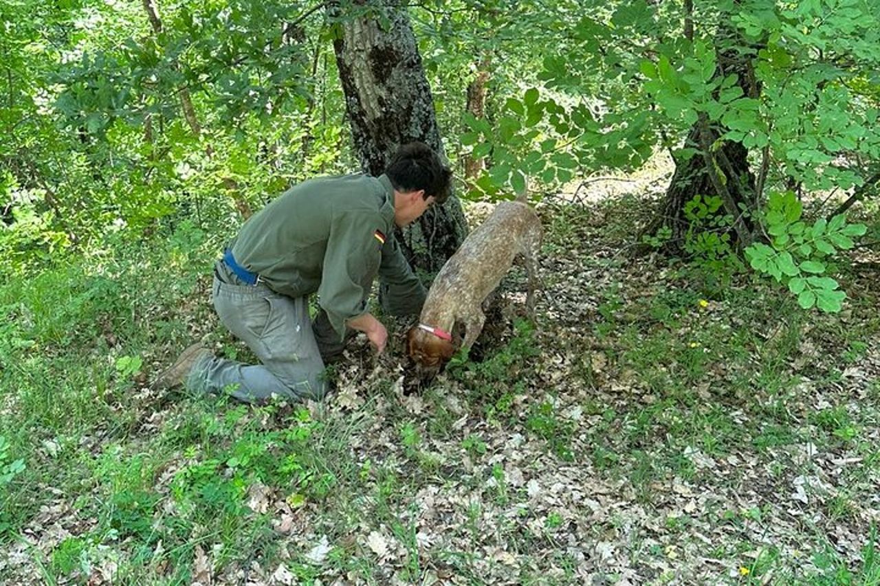 Gita di un giorno: caccia al tartufo con pranzo + visita guidata di Montefalco — 2