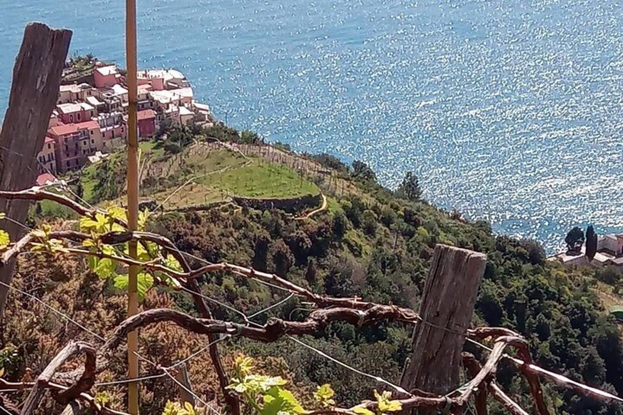 Tour del vino delle Cinque terre e degustazione con il sommelier a Manarola — 6