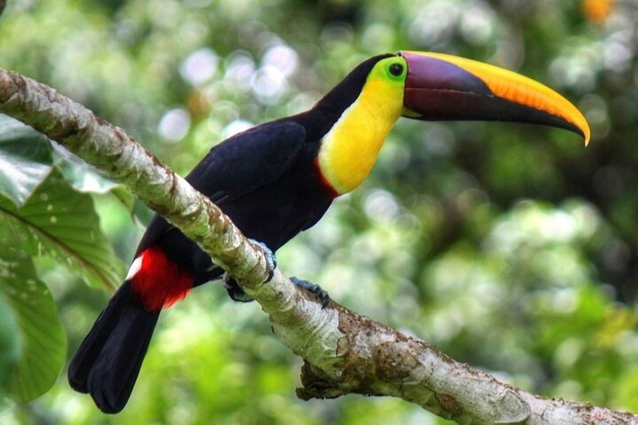 Parco nazionale del Corcovado - Tour di un giorno da Drake Bay — 4