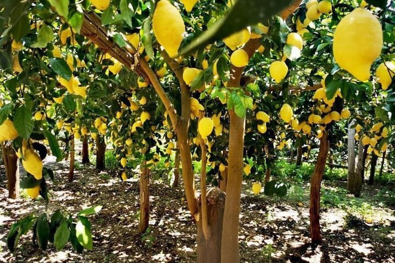 Amalfi Coast - Maiori: Path of Lemons Tour with Tasting — 3