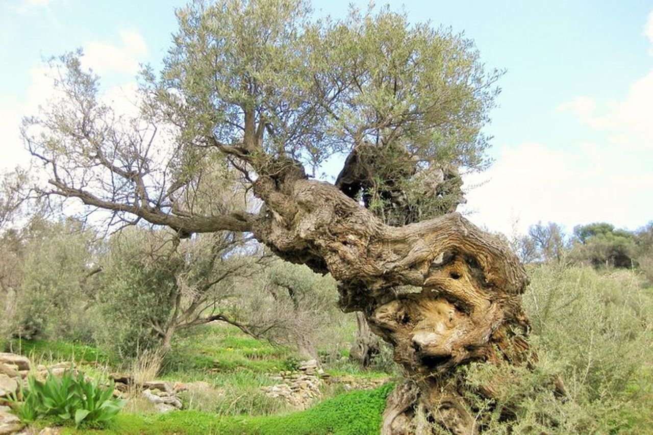 Sentiero bizantino di Paros Itinerario greco antico — 6