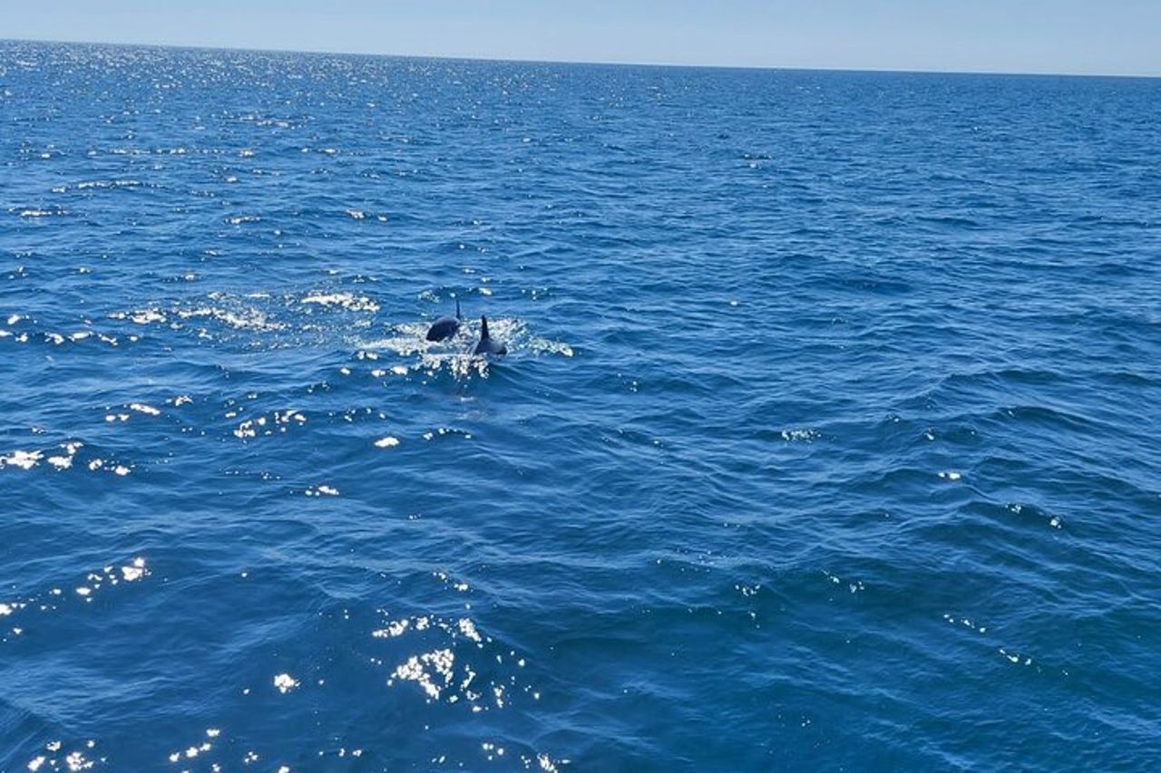 Avvistamento di delfini a Estepona — 3