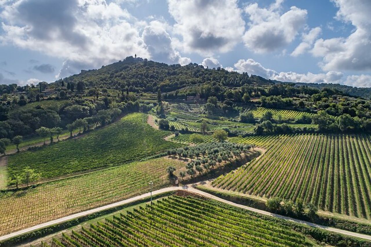 Montalcino: Tour della Cantina, Degustazione di Brunello e Aperitivi — 6