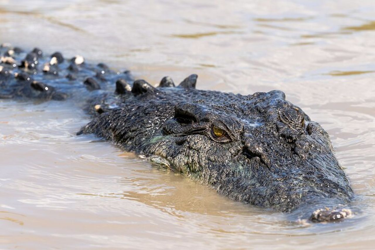 Crociera in barca sul coccodrillo con trasferimento da Darwin — 6