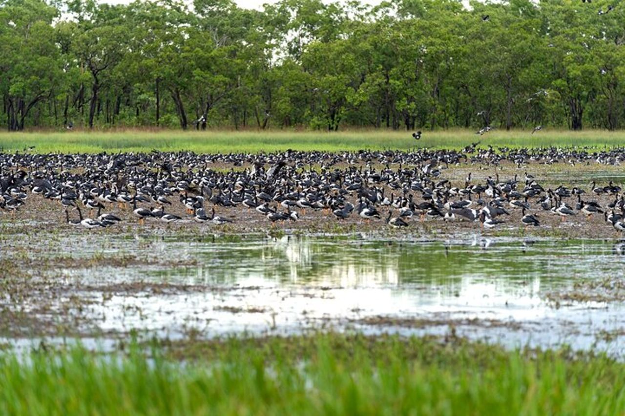 Crociera in barca sul coccodrillo con trasferimento da Darwin — 9