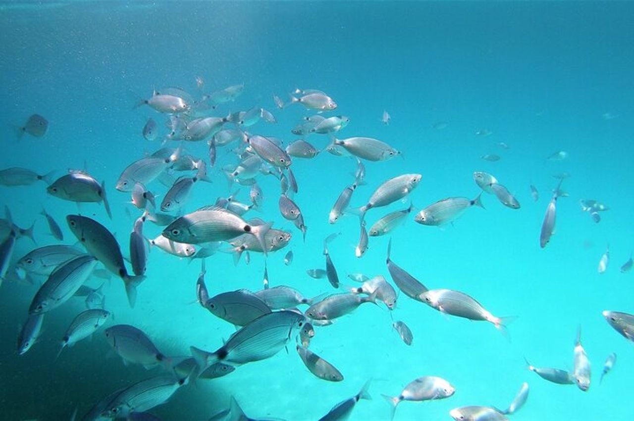 Da Puntaldia o San Teodoro: snorkeling alle piscine di Molara — 2