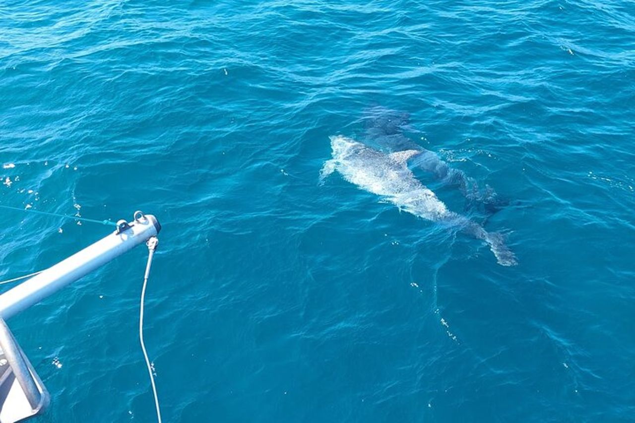 Avvistamento di delfini a Estepona