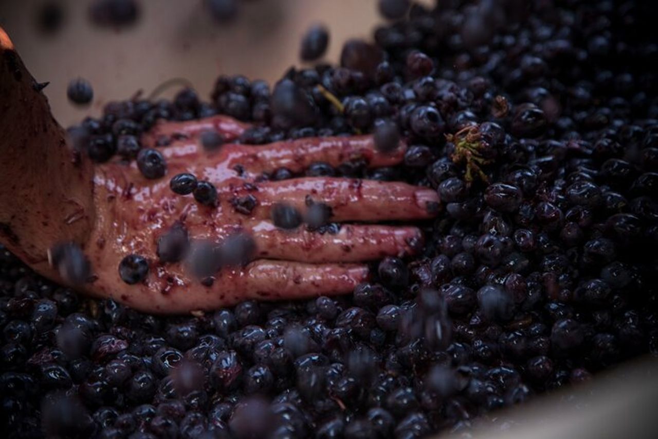 Lucca - Degustazione di Vini a Tenuta Mareli — 6