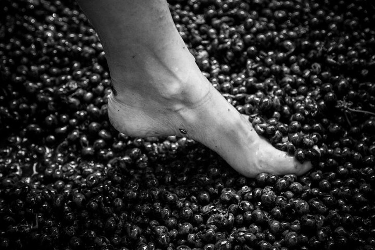 Lucca - Degustazione di Vini a Tenuta Mareli — 7