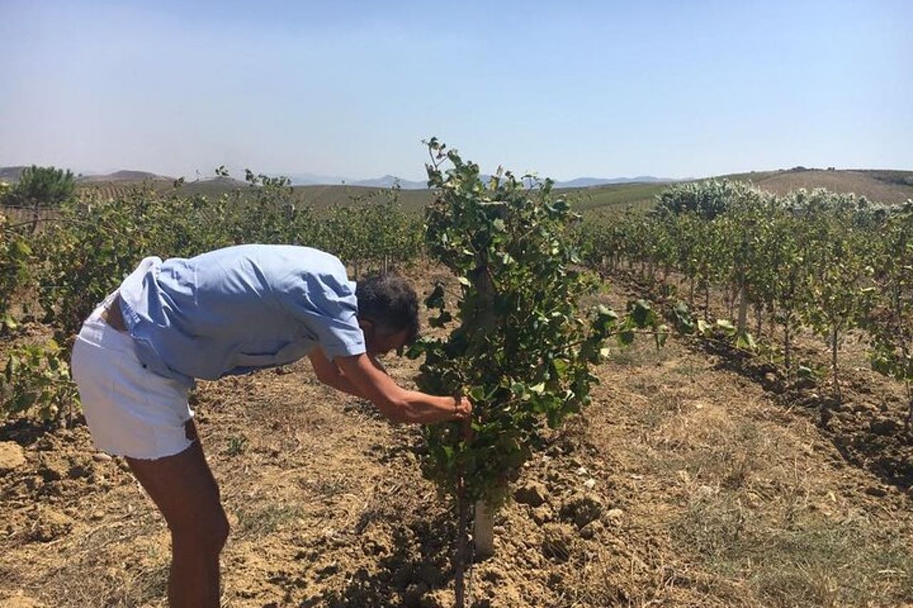 Tour del vino di un'intera giornata nella Sicilia occidentale — 3