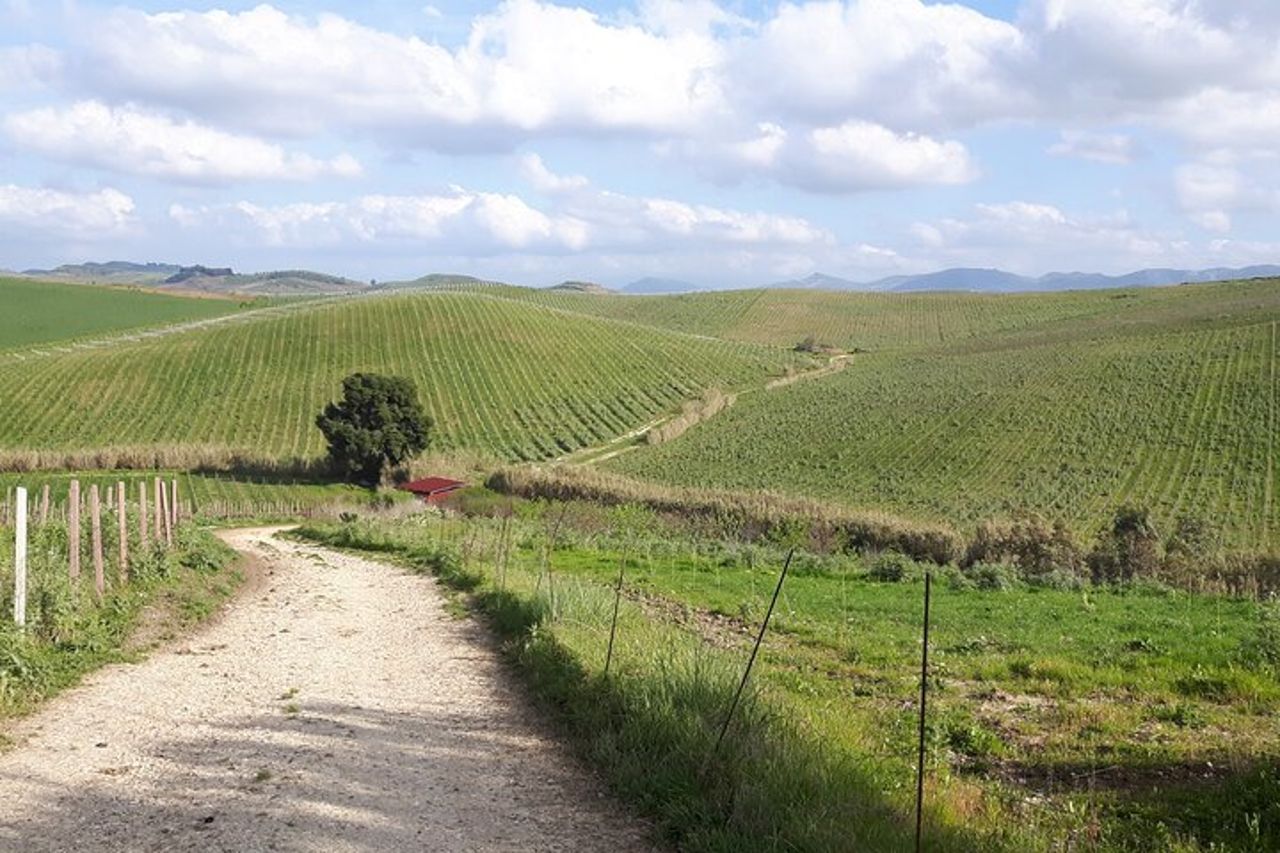 Tour del vino di un'intera giornata nella Sicilia occidentale — 4
