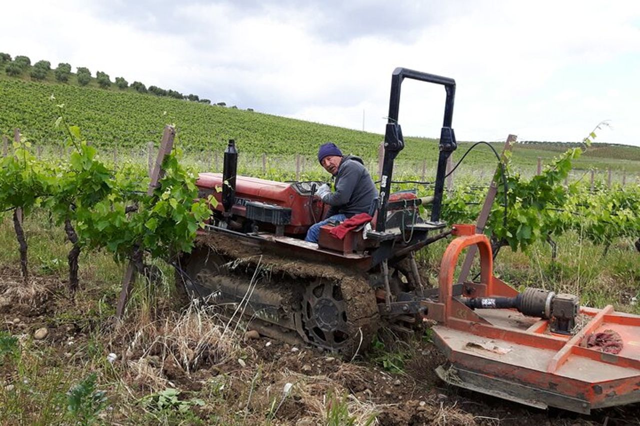 Tour del vino di un'intera giornata nella Sicilia occidentale — 5