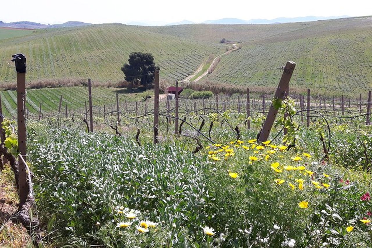 Tour del vino di un'intera giornata nella Sicilia occidentale — 6