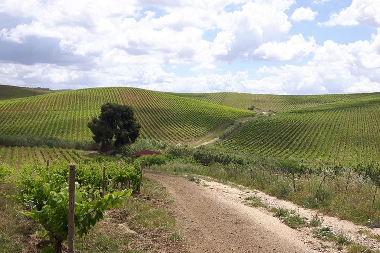 Tour del vino di un'intera giornata nella Sicilia occidentale — 7