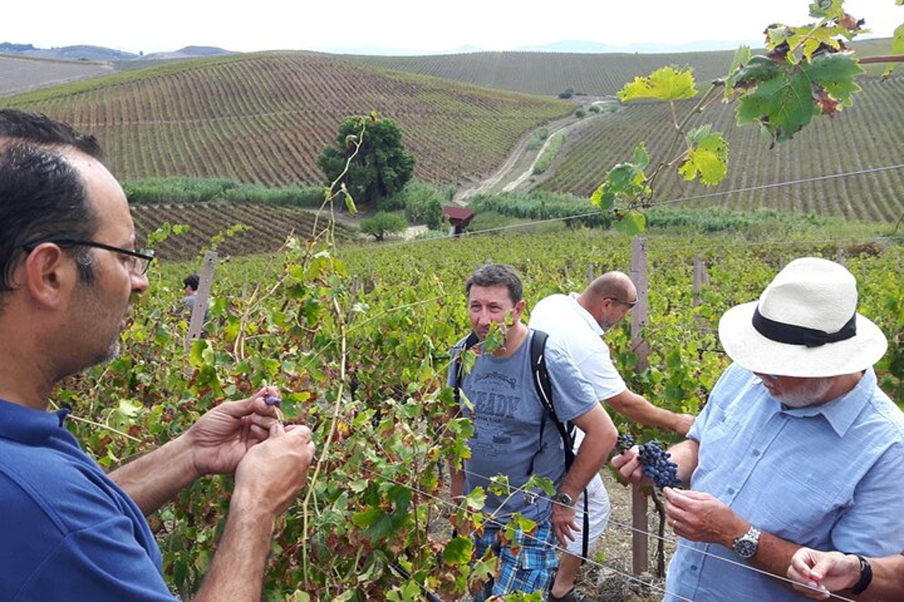 Tour del vino di un'intera giornata nella Sicilia occidentale — 9