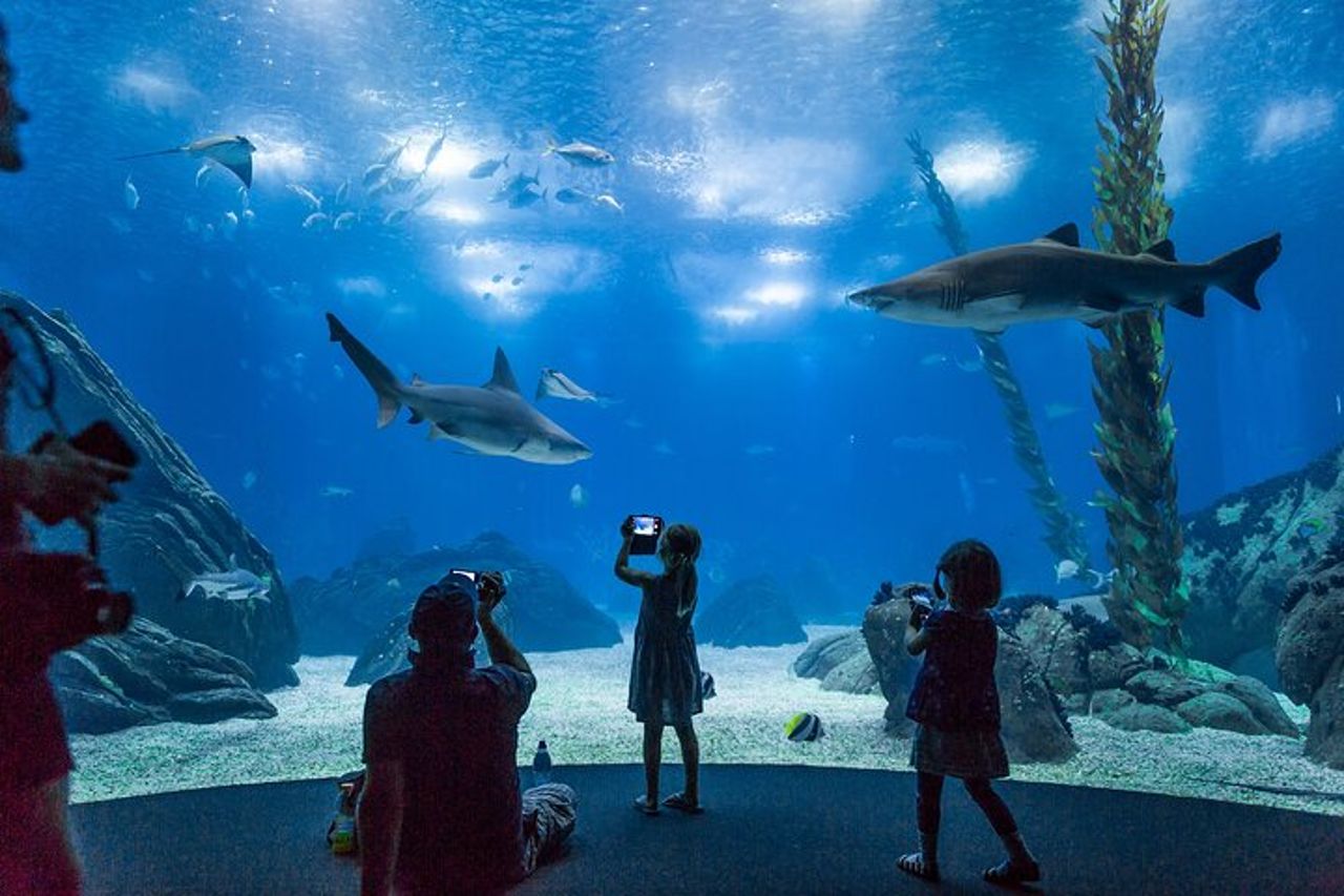Oceanario di Lisbona: biglietto d'ingresso all'Acquario — 6