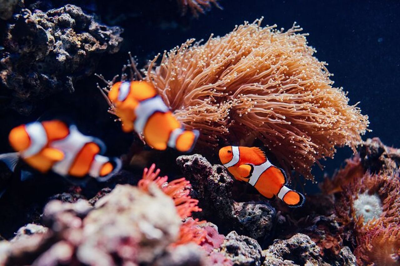 Oceanario di Lisbona: biglietto d'ingresso all'Acquario — 9