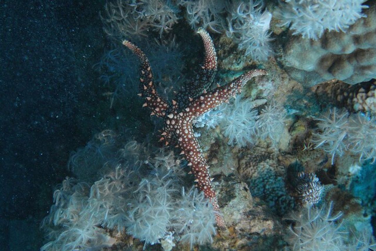 Immersioni notturne private di 2 ore nel Mar Rosso di Aqaba — 8