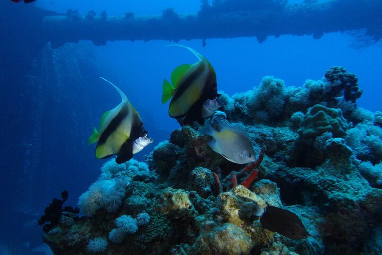 Immersioni notturne private di 2 ore nel Mar Rosso di Aqaba — 9