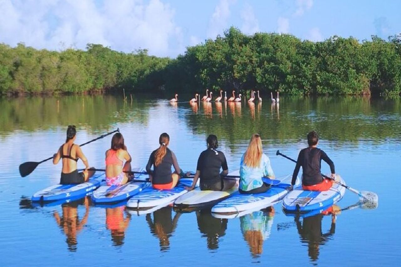 Impara il paddle board ed esplora le mangrovie di Progreso