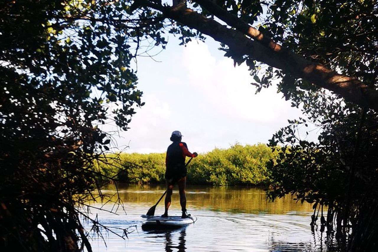 Impara il paddle board ed esplora le mangrovie di Progreso — 4