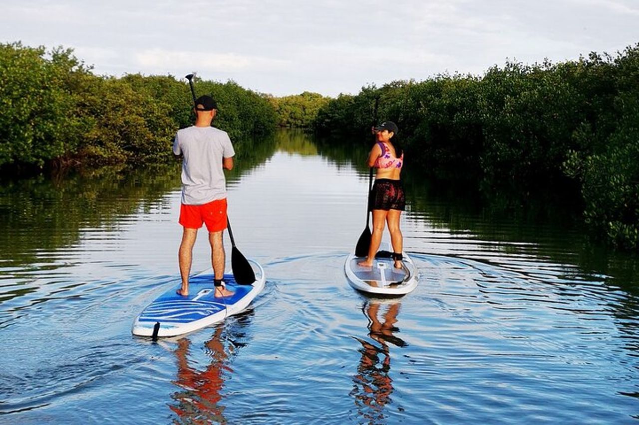 Impara il paddle board ed esplora le mangrovie di Progreso — 6