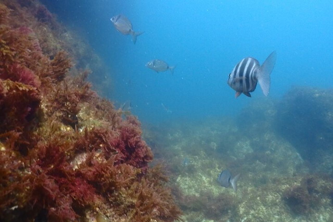 Sesimbra di Seaview Board — 5