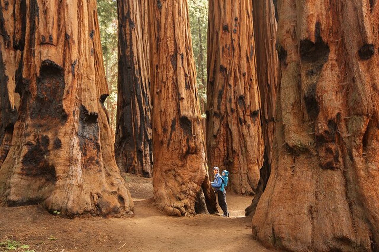 Tour per piccoli gruppi del Parco Nazionale di Sequoia da Tre Fiumi