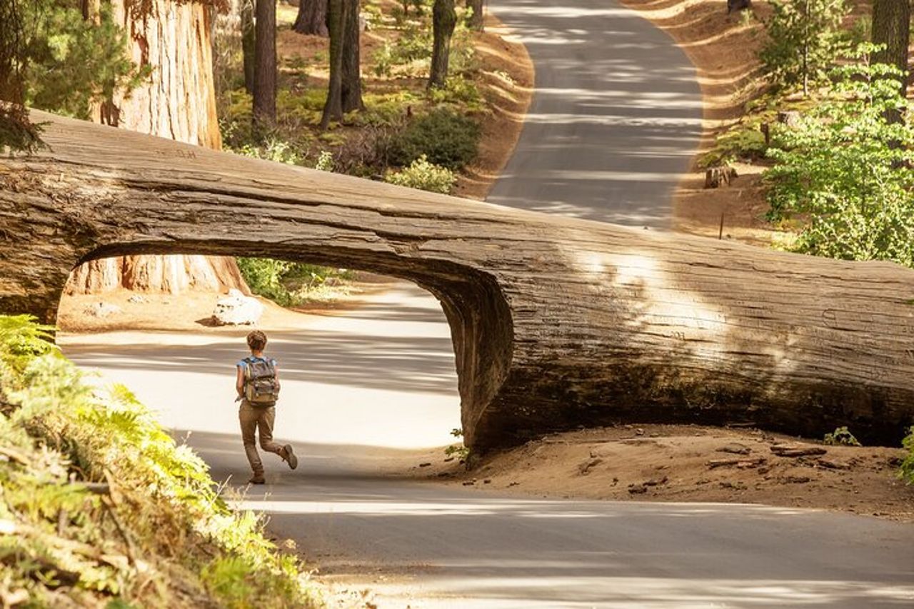 Tour per piccoli gruppi del Parco Nazionale di Sequoia da Tre Fiumi — 2