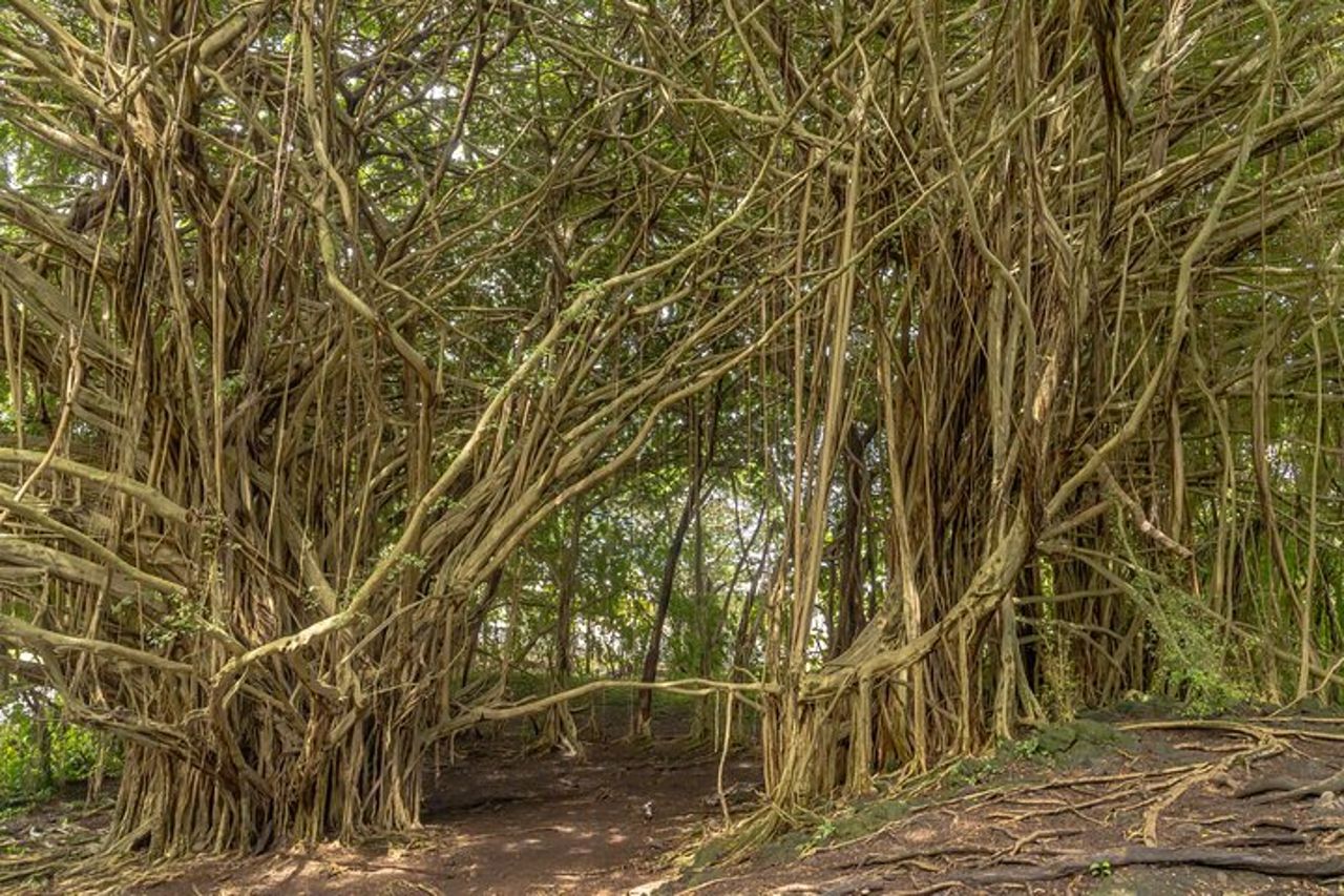 Escursione privata a terra Hilo - Vulcani, cascate e spiagge — 8