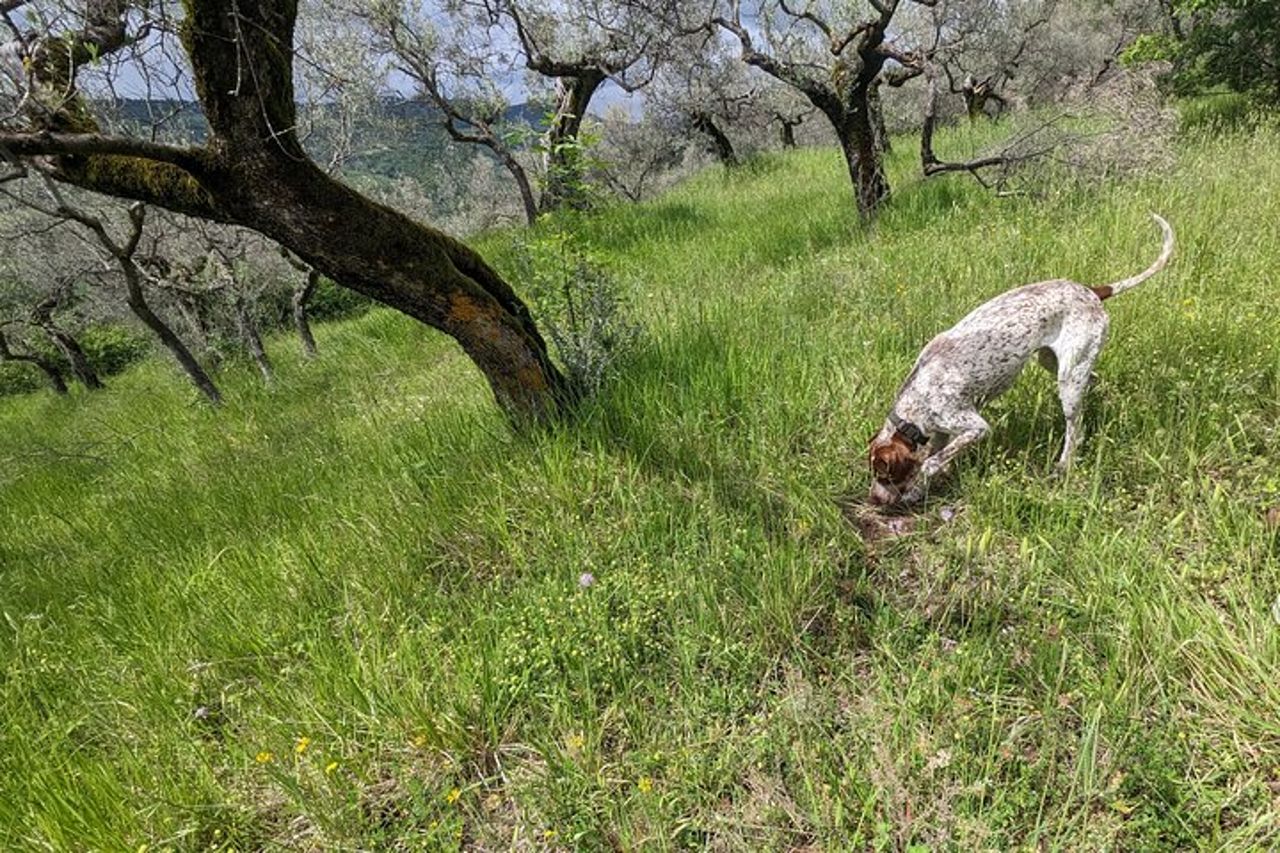 2 ore Attività Privata - Ricerca del Tartufo ad Assisi — 6