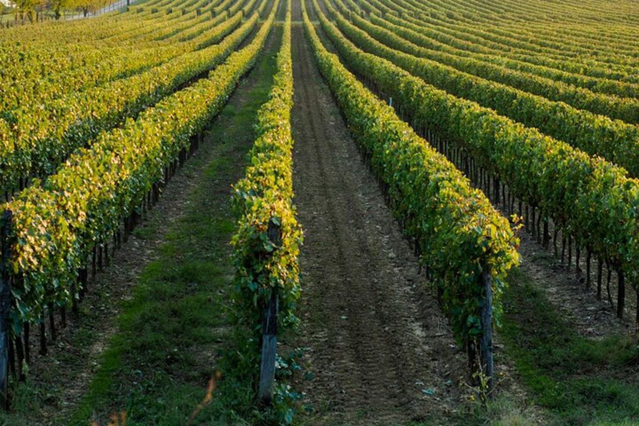 Trani : Degustazione di vini e pranzo leggero in vigna — 7