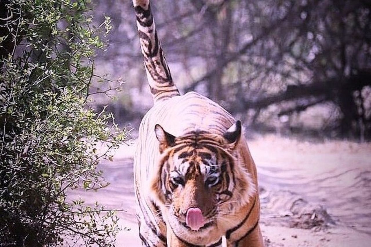 Ranthambore Wildlife Safari con biglietti e opzioni di trasferimento — 3