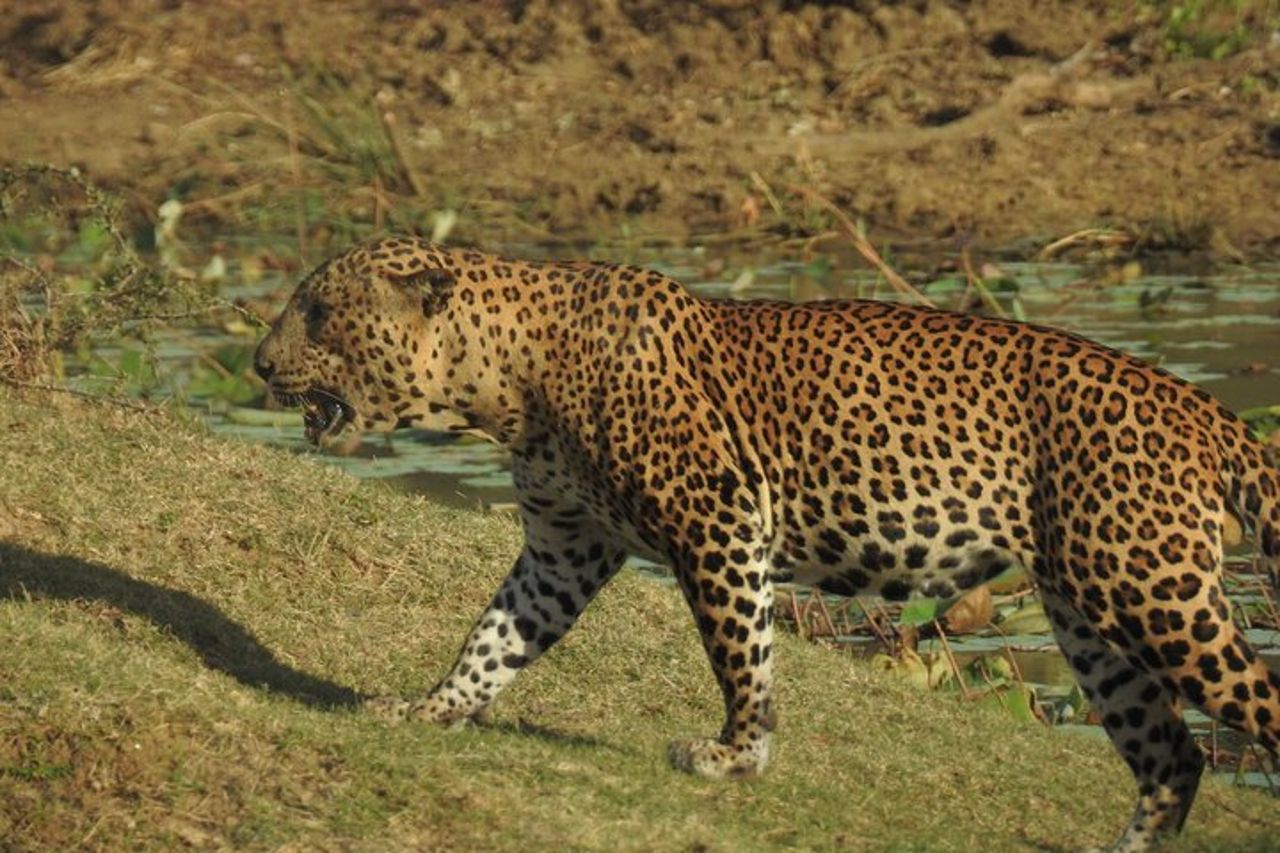 Safari di una giornata intera - Yala National Park - dalle 04.30 alle 18.00 con - Janaka safari — 6