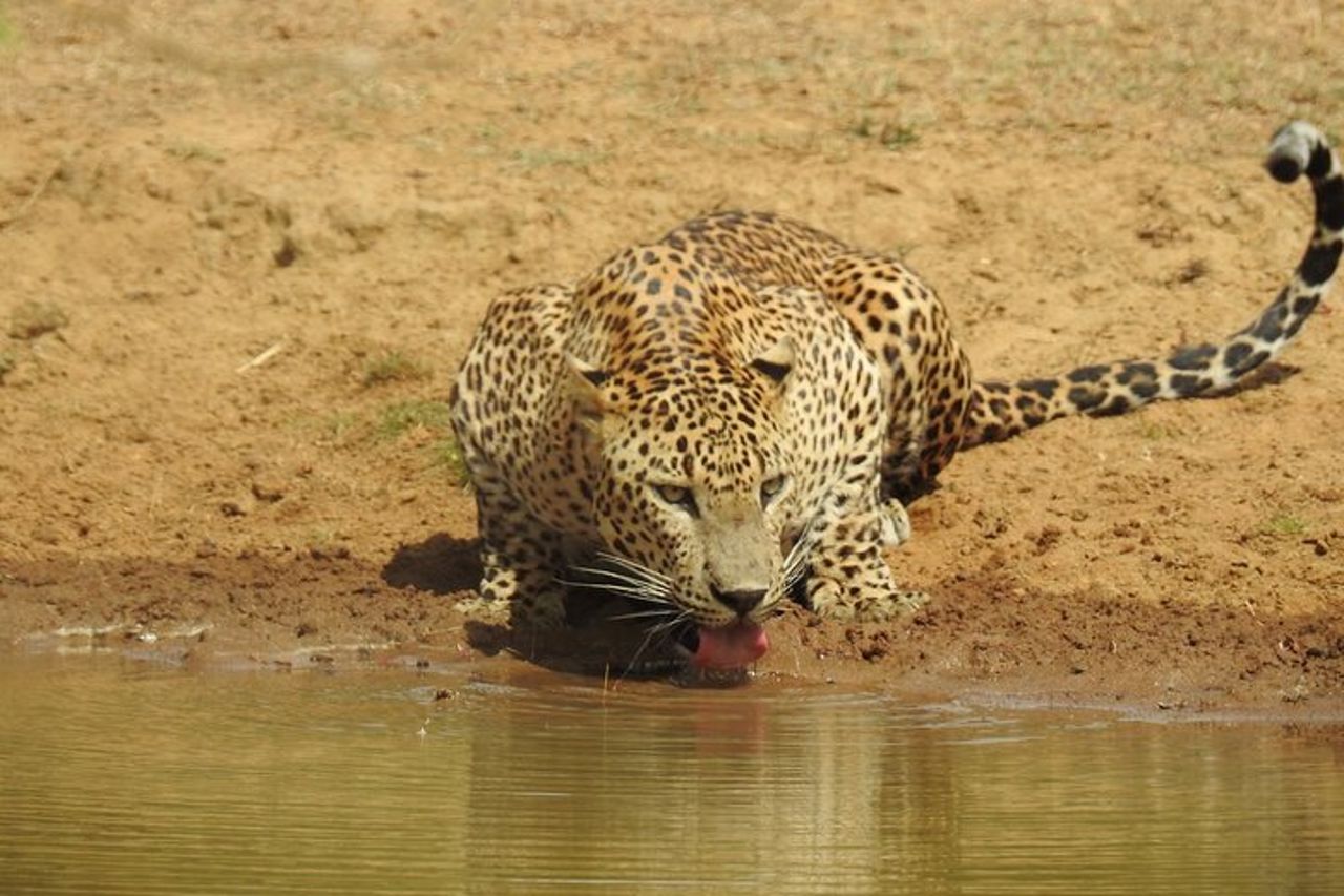 Safari di una giornata intera - Yala National Park - dalle 04.30 alle 18.00 con - Janaka safari — 7
