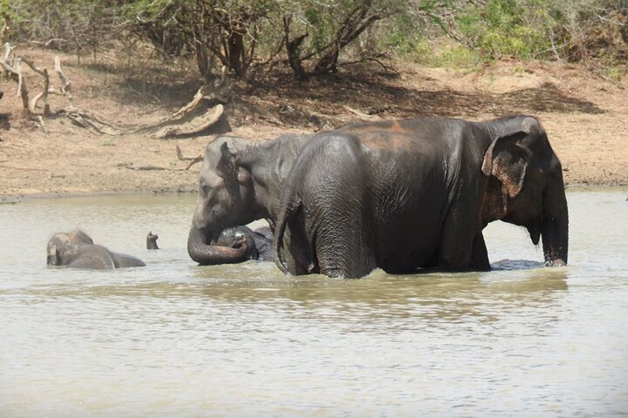 Safari di una giornata intera - Yala National Park - dalle 04.30 alle 18.00 con - Janaka safari — 8