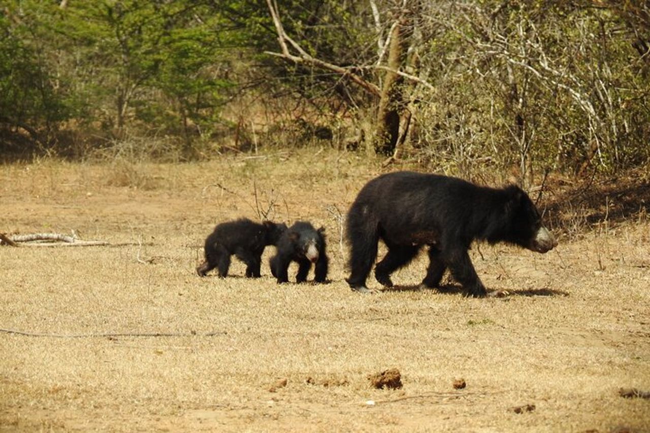Safari di una giornata intera - Yala National Park - dalle 04.30 alle 18.00 con - Janaka safari — 9