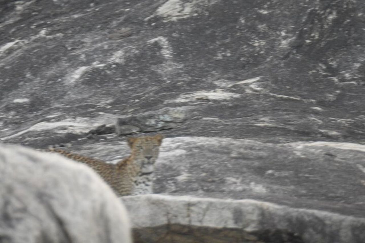 Safari speciale leopardo & elefanti - Yala - dalle 04.30 alle 11.30 — 8