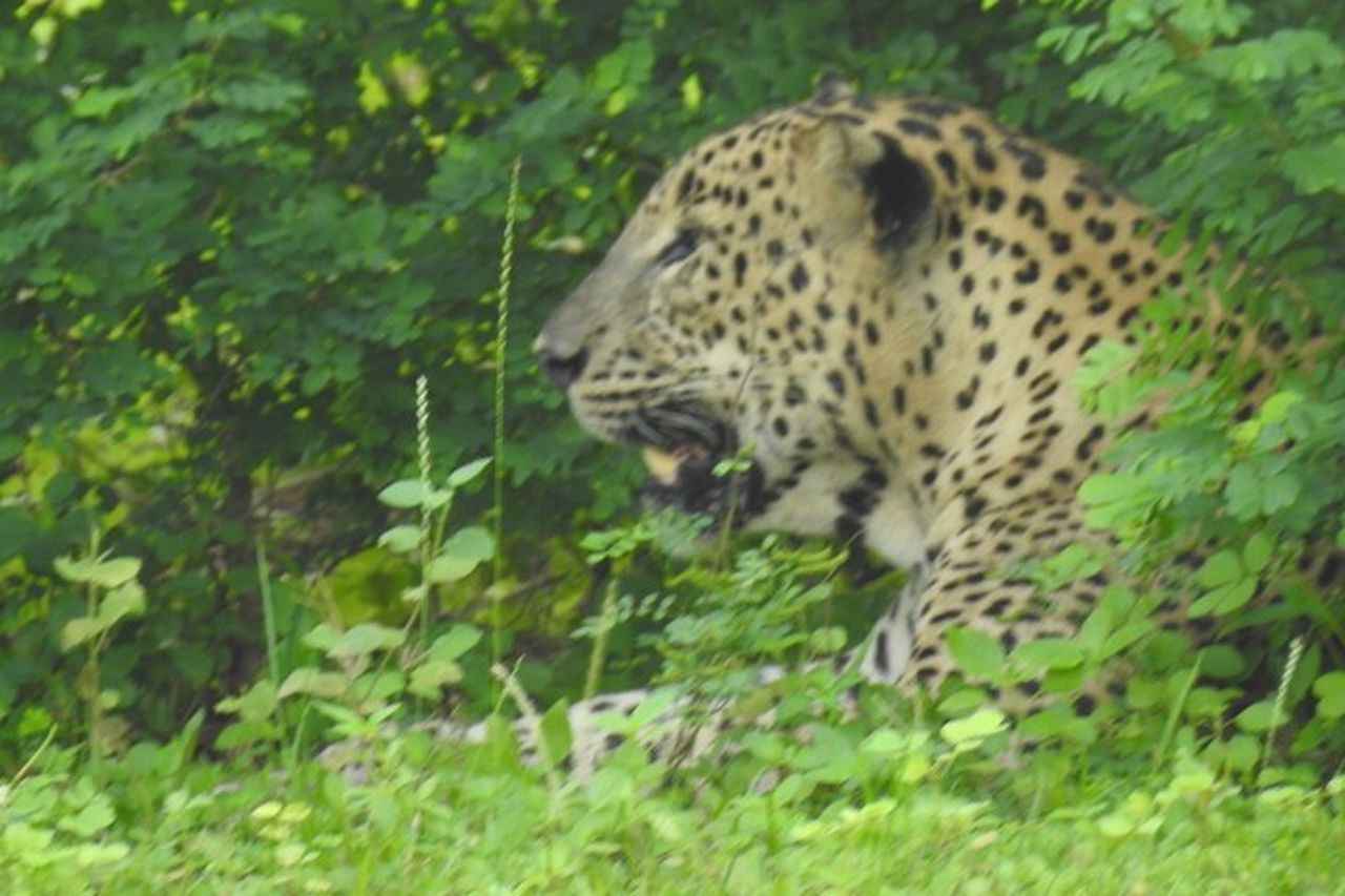Safari speciale leopardo & elefanti - Yala - dalle 04.30 alle 11.30 — 3