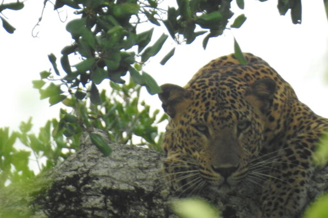 Safari speciale leopardo & elefanti - Yala - dalle 04.30 alle 11.30 — 5
