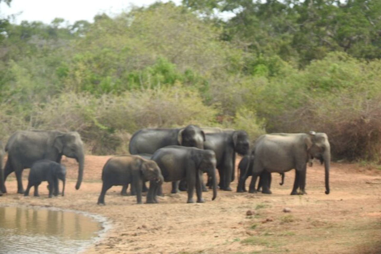 Safari serale - Yala National Park con safari Janaka - dalle 14:00 alle 18:30 — 4