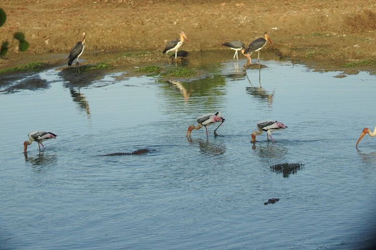 Safari serale - Yala National Park con safari Janaka - dalle 14:00 alle 18:30 — 8