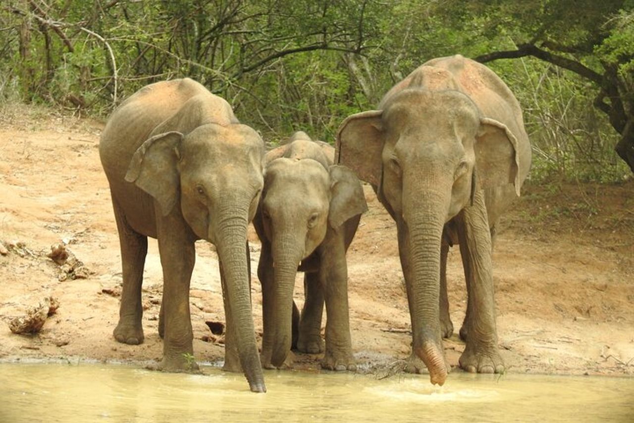 Safari serale - Yala National Park con safari Janaka - dalle 14:00 alle 18:30 — 9