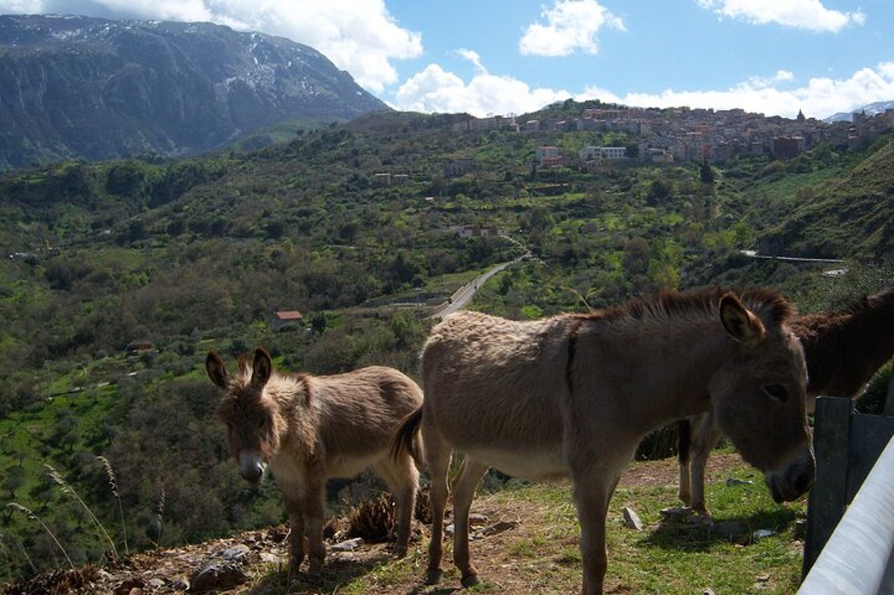 Tour privato di un'intera giornata nei borghi medievali e nei vigneti di Cefalù — 8