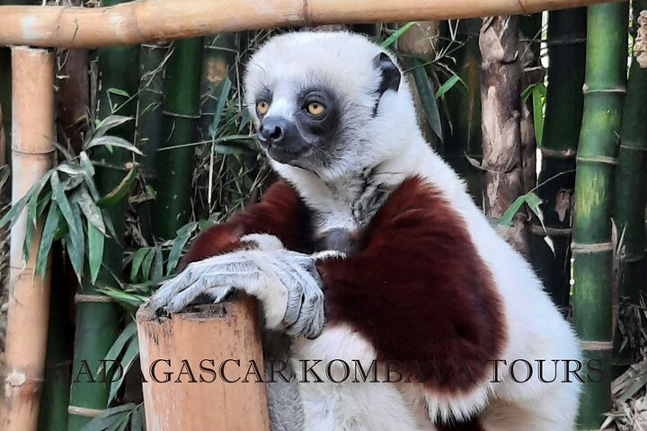 Tour privato attraverso la fauna selvatica del Madagascar e il Regno di Rova — 2