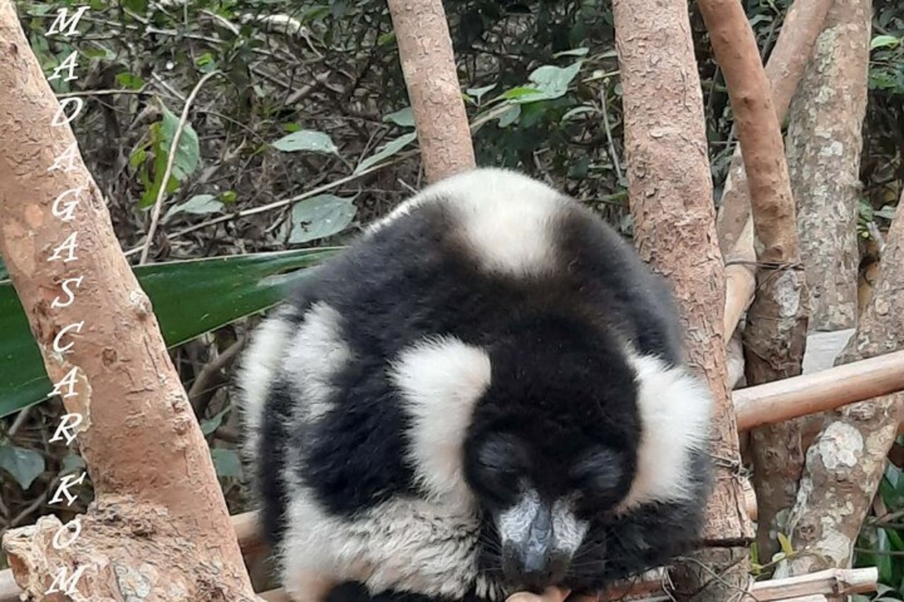 Tour privato attraverso la fauna selvatica del Madagascar e il Regno di Rova — 3