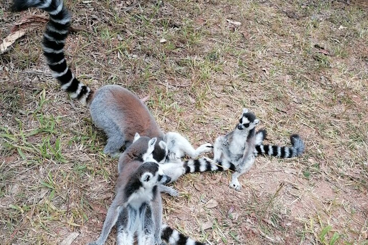 Tour privato attraverso la fauna selvatica del Madagascar e il Regno di Rova